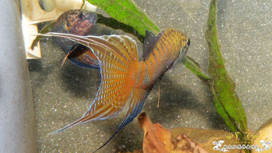 壮家叉系列之叔侄切磋加断背-_-！