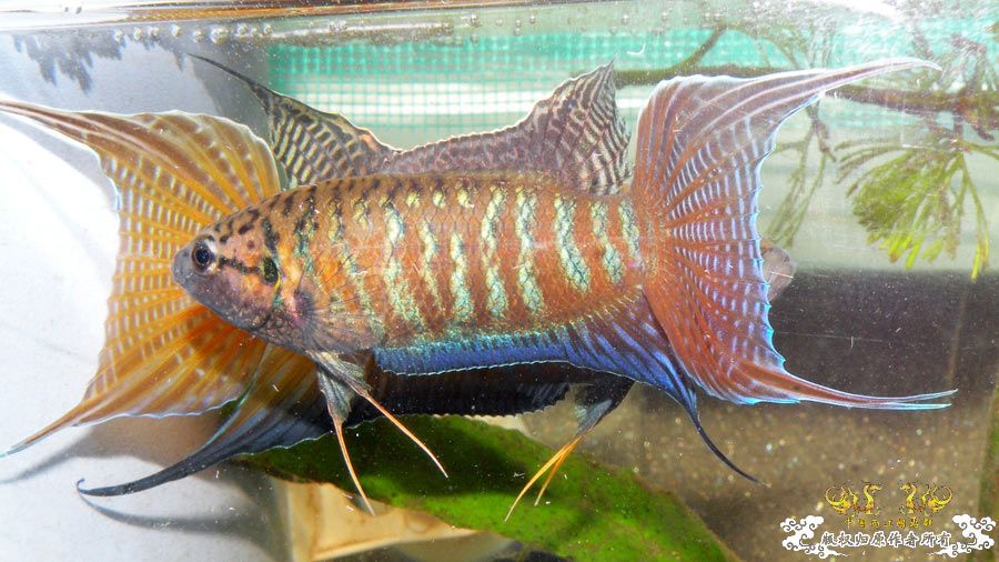 壮家叉系列之叔侄切磋加断背-_-！