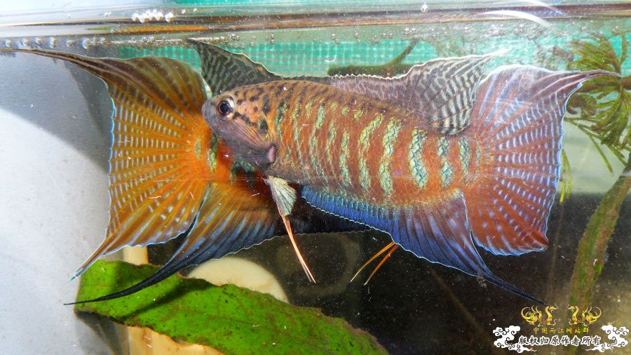 壮家叉系列之叔侄切磋加断背-_-！