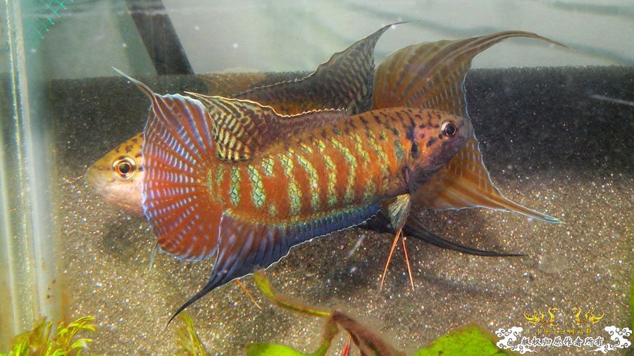 壮家叉系列之叔侄切磋加断背-_-！