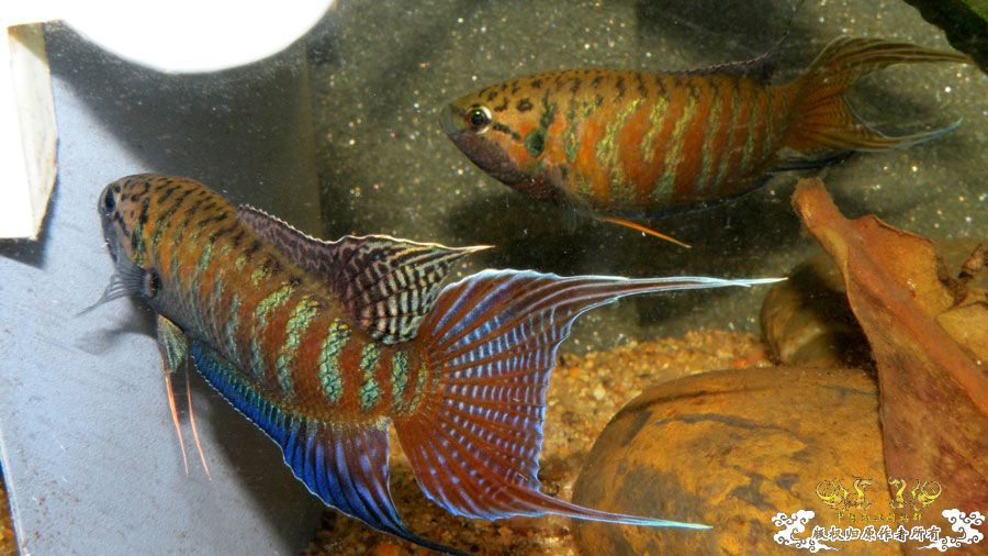 壮家叉系列之叔侄切磋加断背-_-！