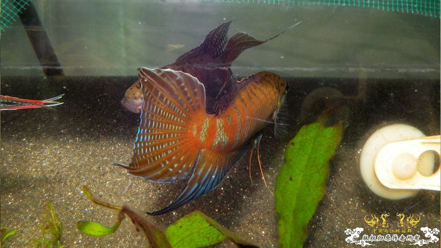 壮家叉系列之叔侄切磋加断背-_-！