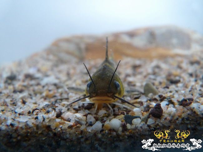 巴卡雷龙国内首发 及撒旦鸭嘴