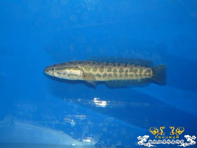 巴卡雷龙国内首发 及撒旦鸭嘴