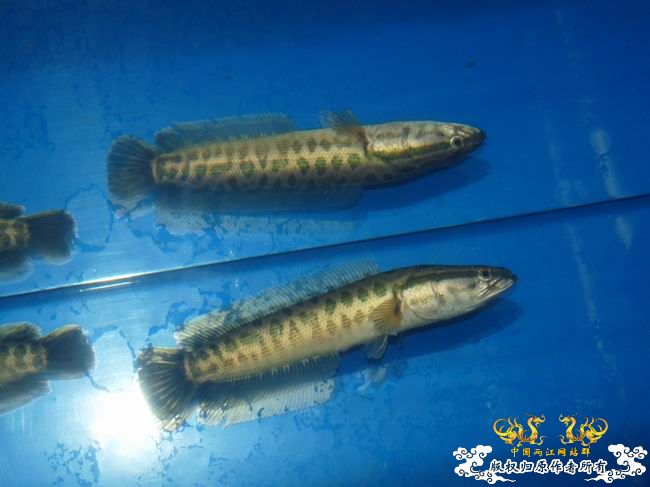 巴卡雷龙国内首发 及撒旦鸭嘴