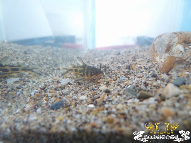 巴卡雷龙国内首发 及撒旦鸭嘴