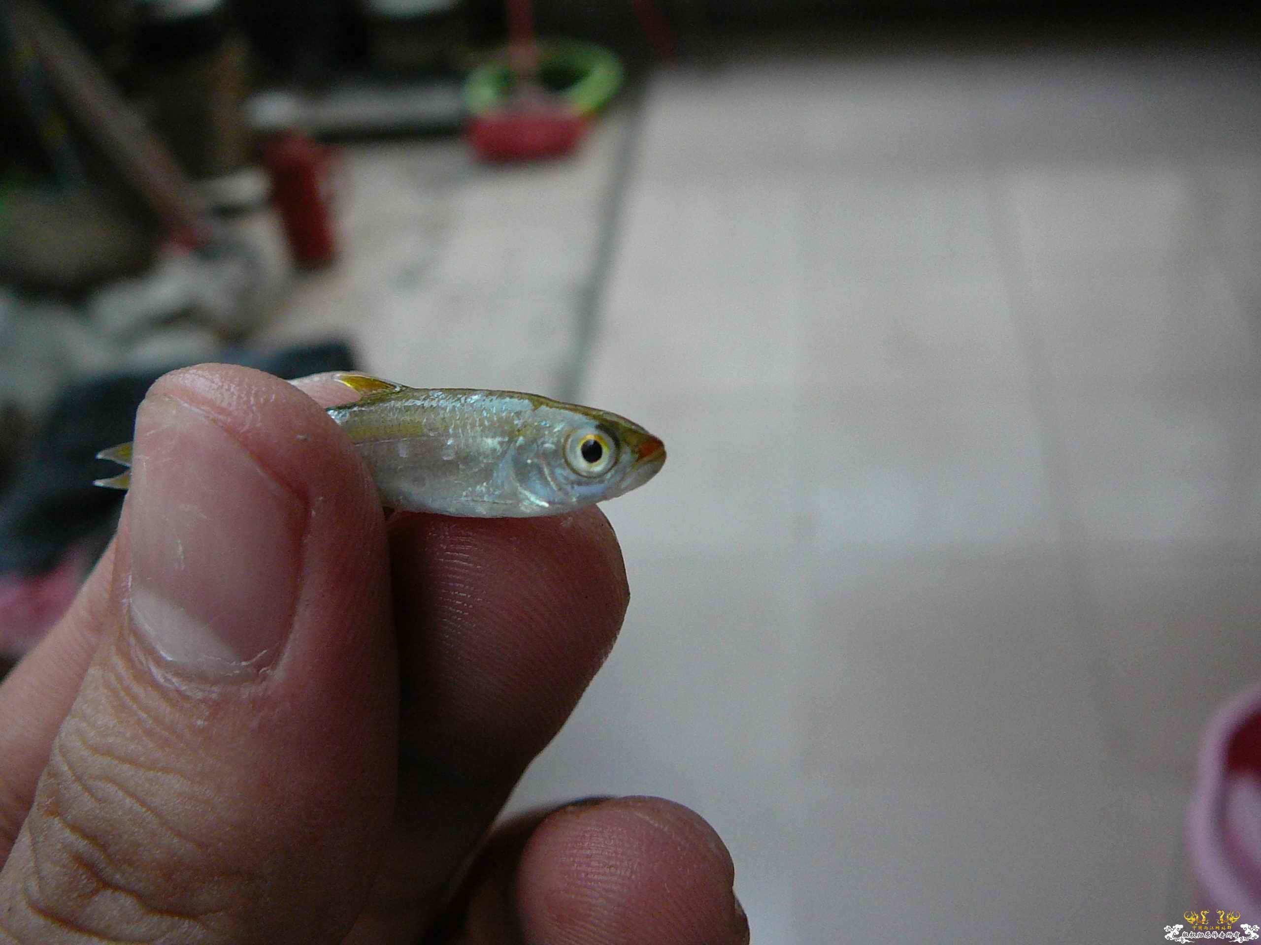 今天救回的小鱼