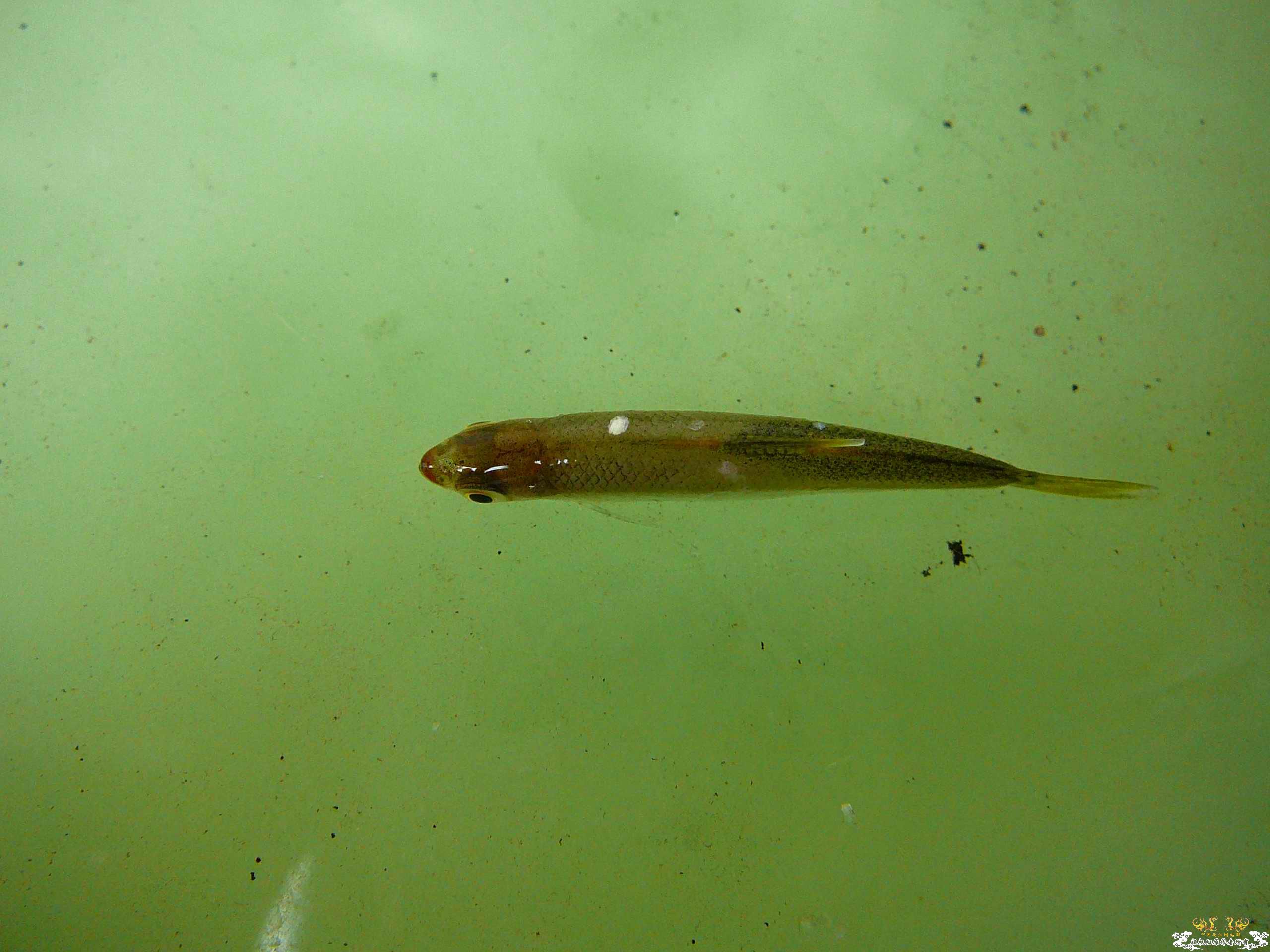 今天救回的小鱼