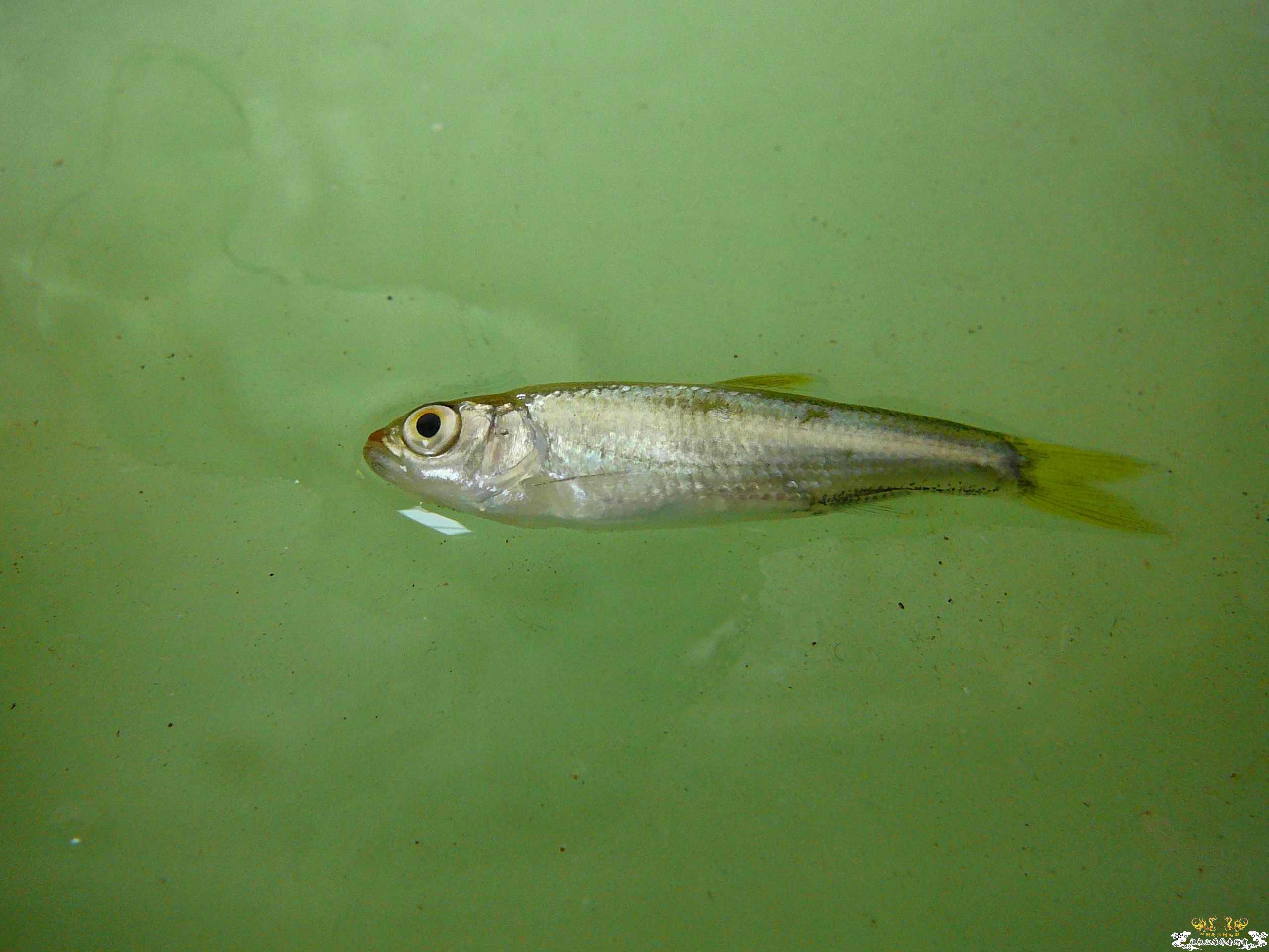 今天救回的小鱼