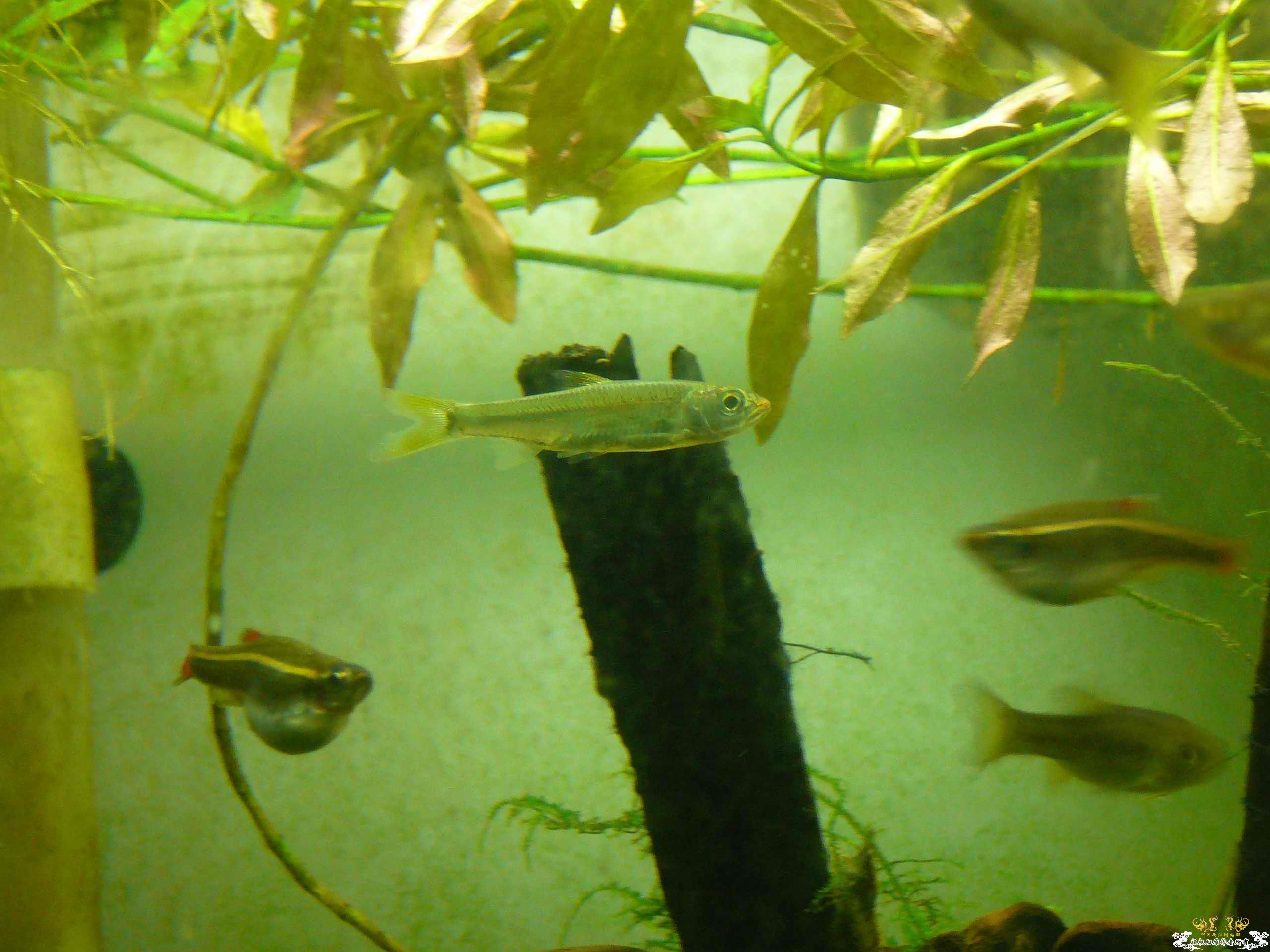 今天救回的小鱼