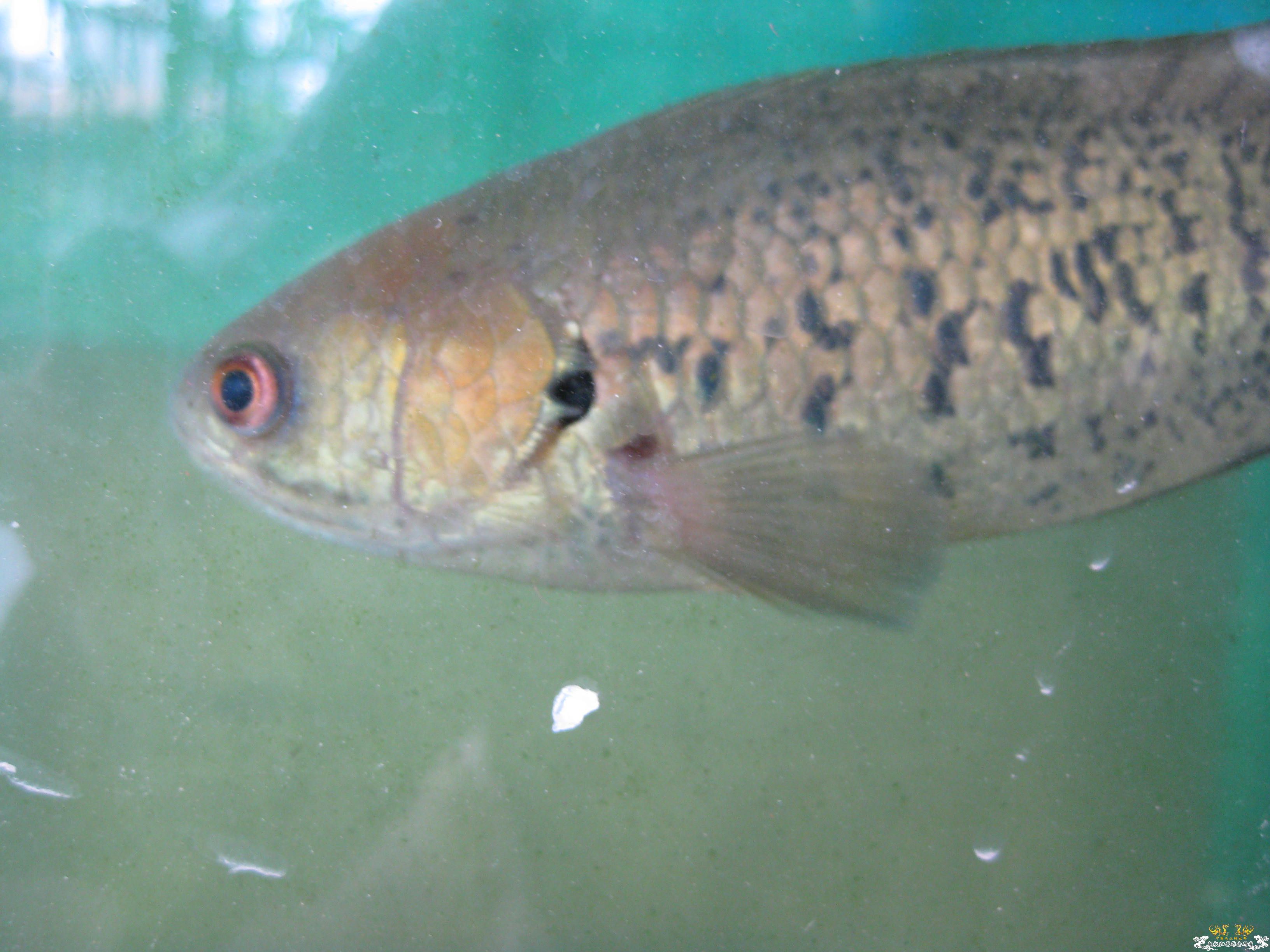 5年前起广东地区发现大量的。。。。。。。。。。。。