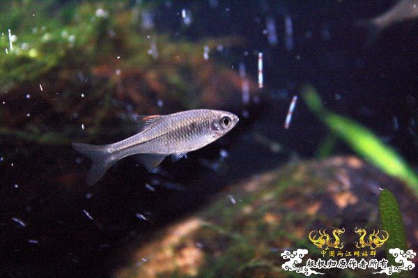 齐氏石鲋