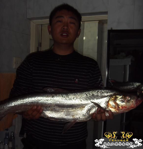 农田灌溉沟渠中发现大量翘嘴鲌.