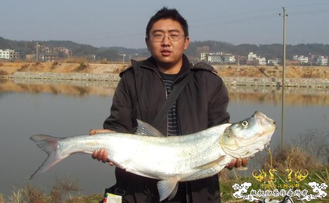 农田灌溉沟渠中发现大量翘嘴鲌.