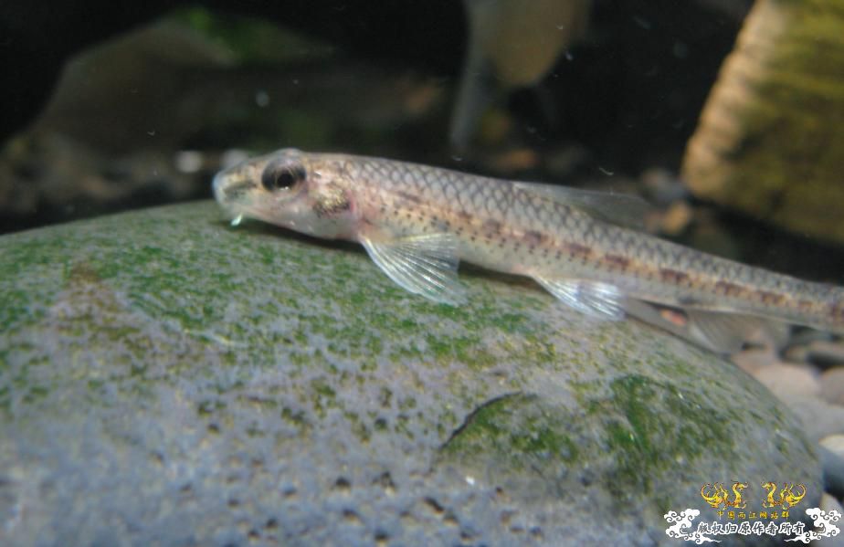 专门开个认鱼的贴子