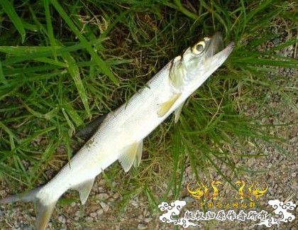 北京某地的鱼，大家看是什么？