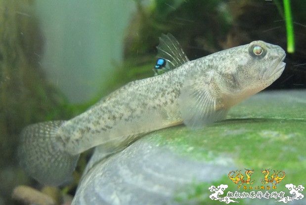 问虾虎！