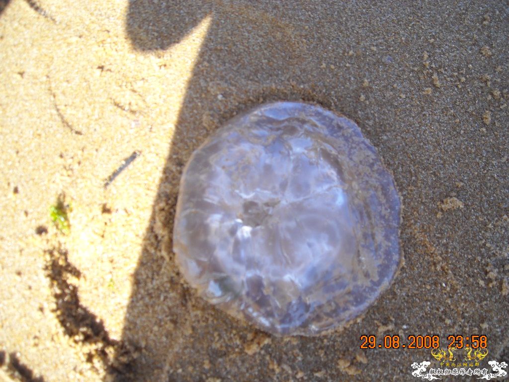 威海之海滨