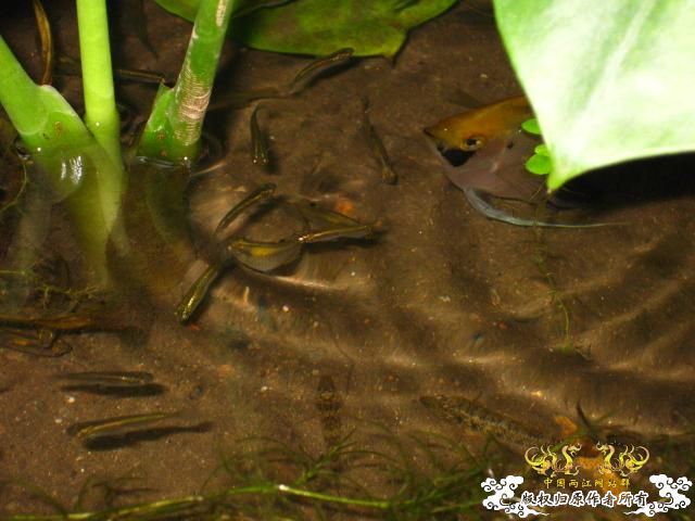 认草以及发些以前的破照片