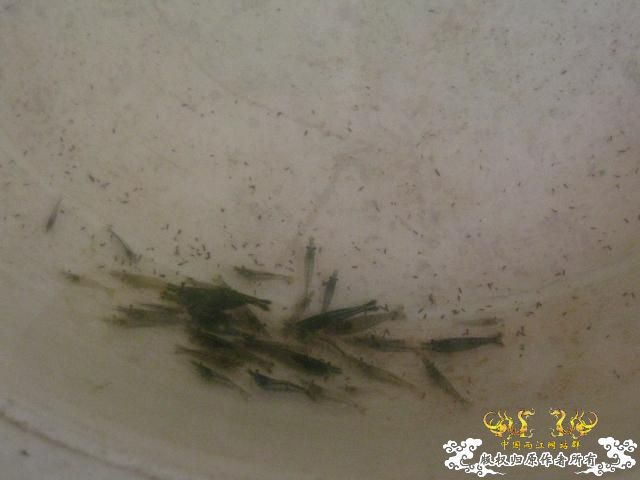 认草以及发些以前的破照片