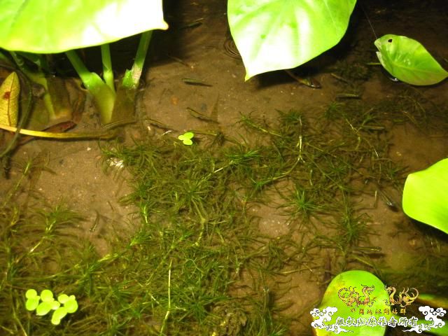 认草以及发些以前的破照片