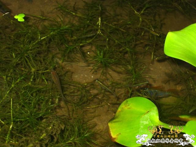 认草以及发些以前的破照片