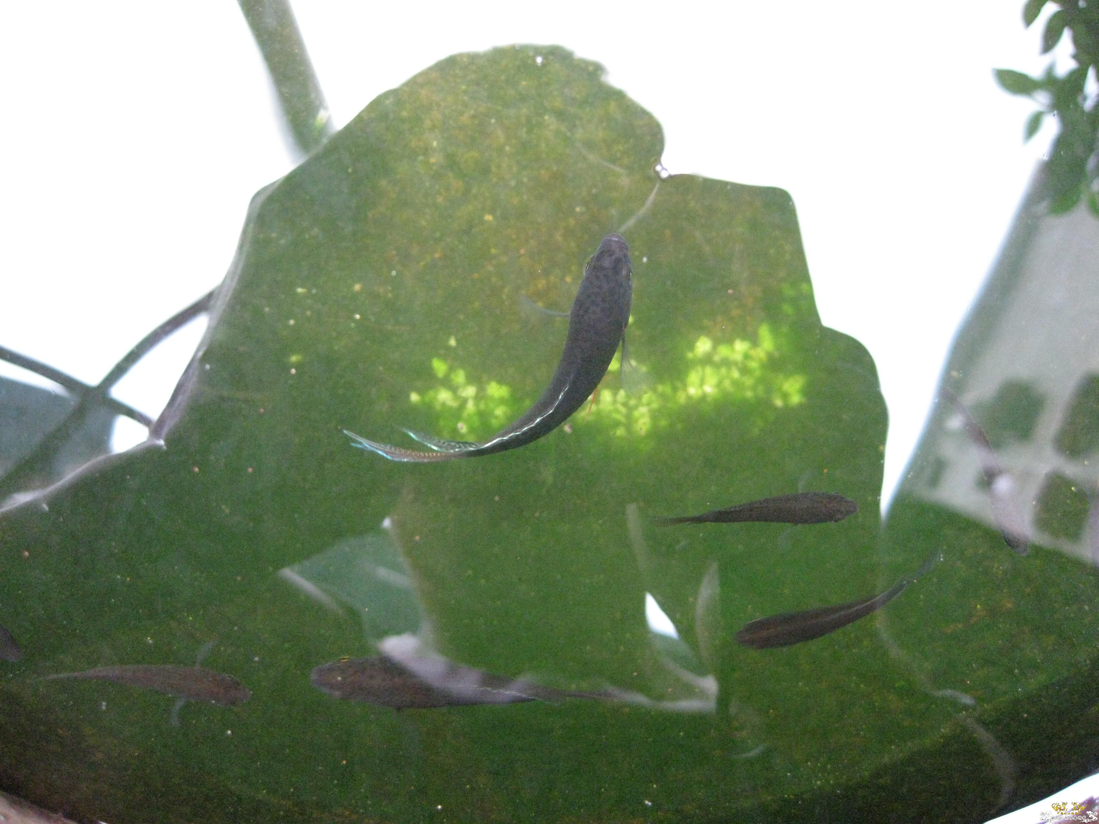 认草以及发些以前的破照片