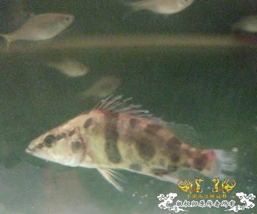 认草以及发些以前的破照片