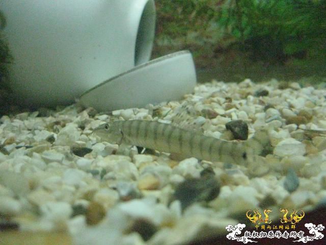 认草以及发些以前的破照片