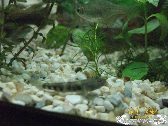 认草以及发些以前的破照片