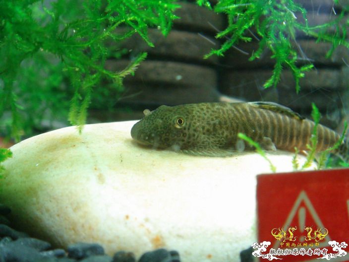 深度揭示当代大学生之腐败生活——寝室篇