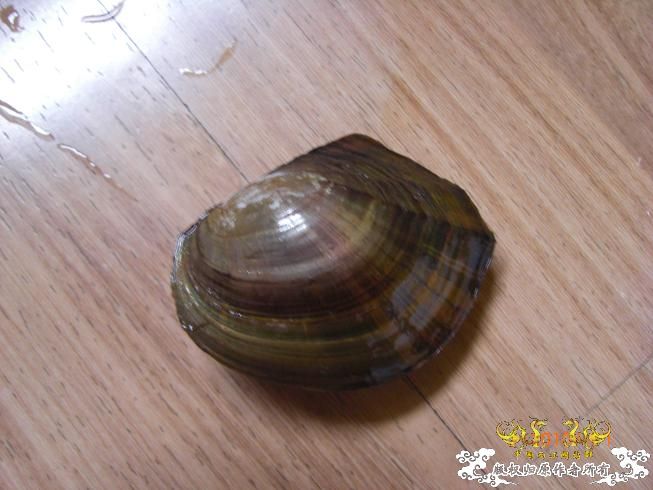 赣江。。防洪堤坝