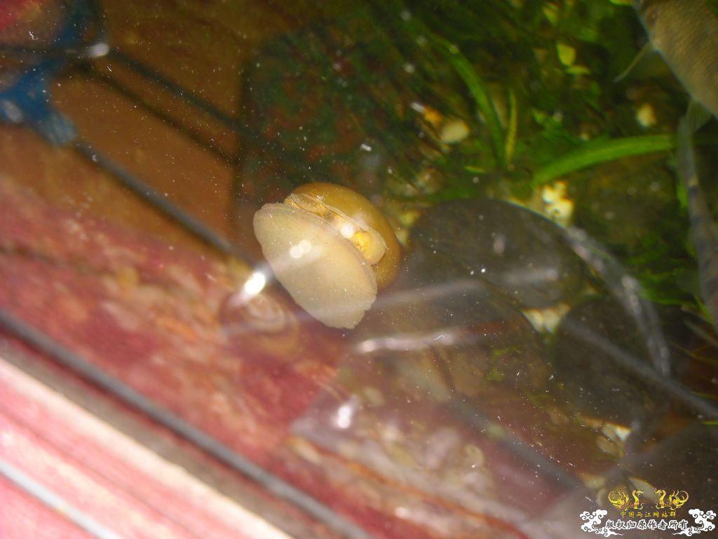 不做标题党，发些俺喜欢的原生虾螺```