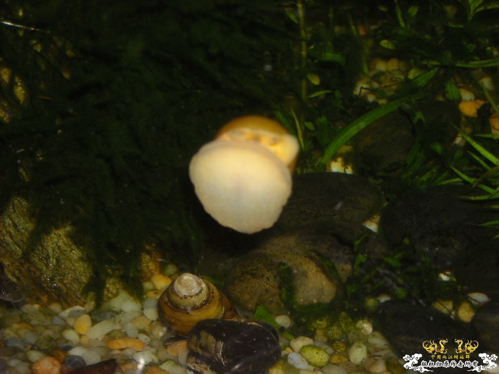 不做标题党，发些俺喜欢的原生虾螺```