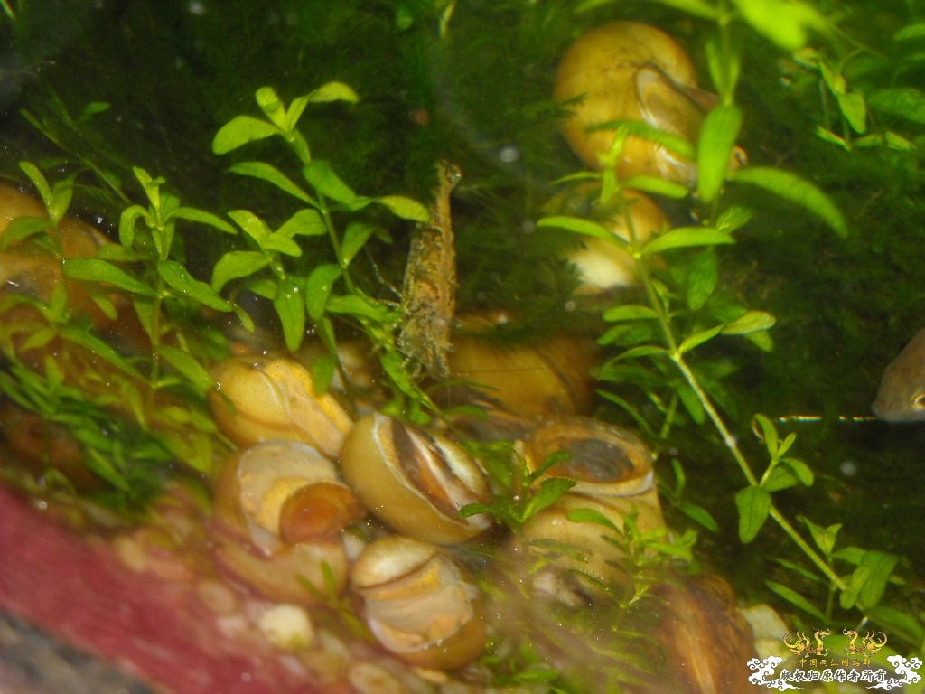 不做标题党，发些俺喜欢的原生虾螺```