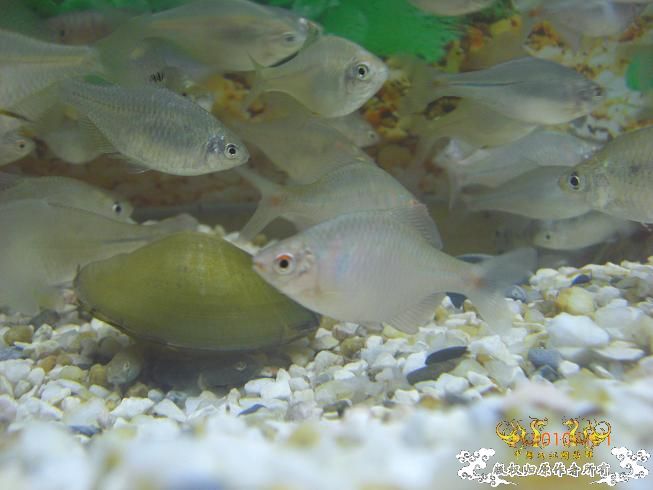 赣江。。防洪堤坝