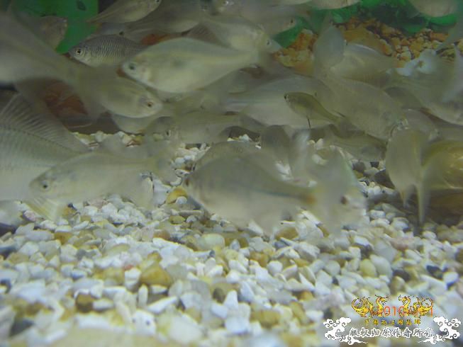 赣江。。防洪堤坝