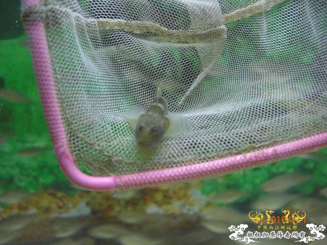 赣江。。防洪堤坝