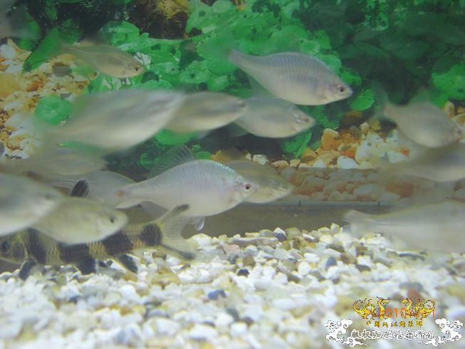 赣江。。防洪堤坝