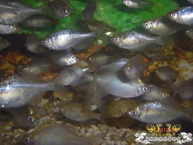 赣江。。防洪堤坝