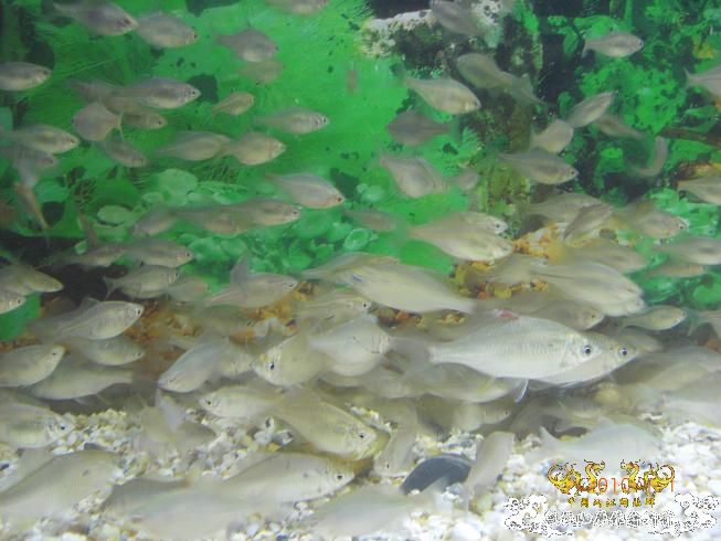 赣江。。防洪堤坝