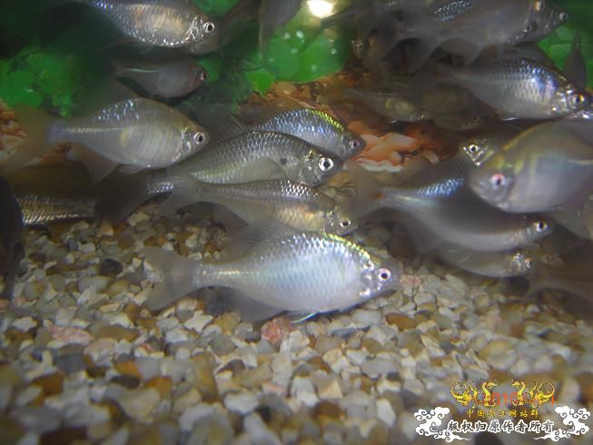 赣江。。防洪堤坝