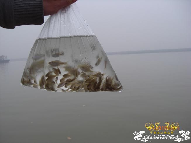 赣江。。防洪堤坝