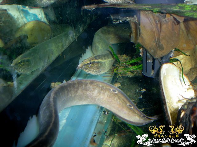 某种刺鳅。。呵呵