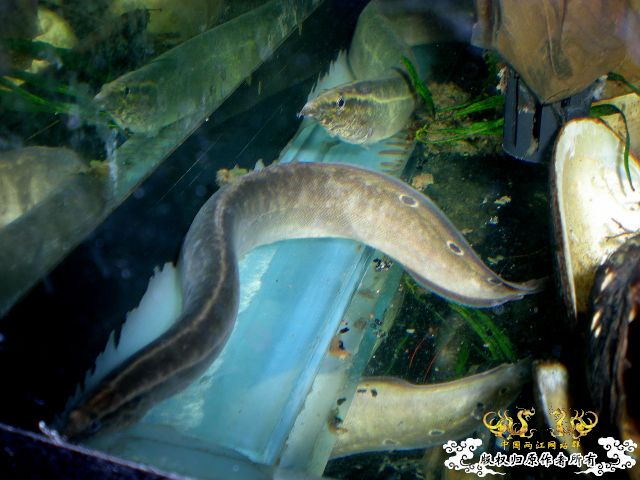 某种刺鳅。。呵呵