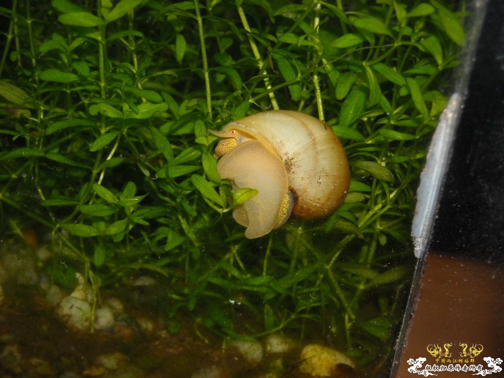 不做标题党，发些俺喜欢的原生虾螺```