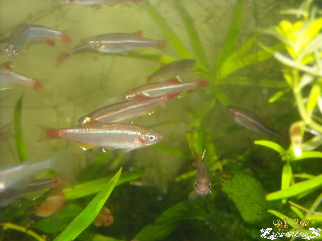 不做标题党，发些俺喜欢的原生虾螺```