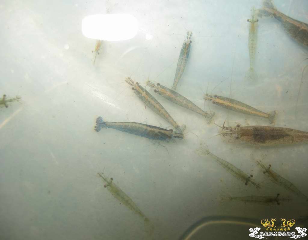考考你! 这几张图中那张图躲藏的鱼虾是最多?