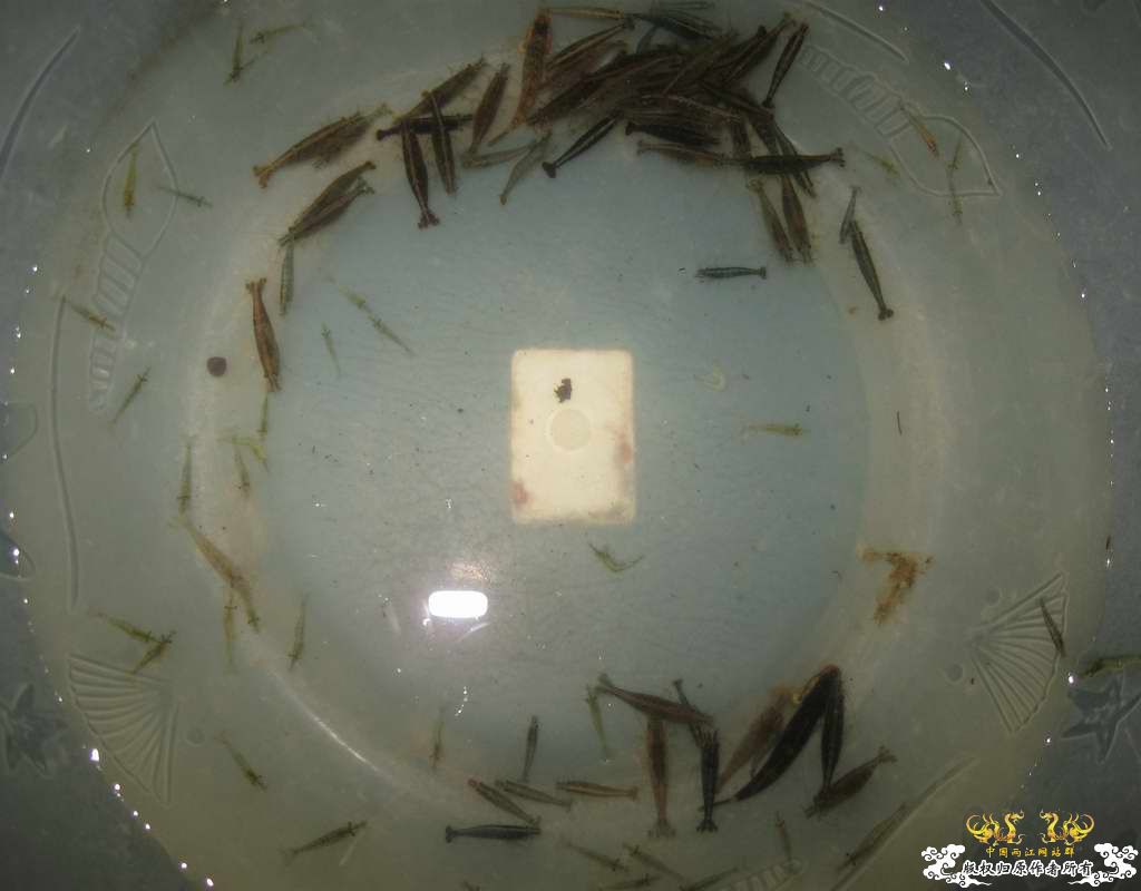 考考你! 这几张图中那张图躲藏的鱼虾是最多?