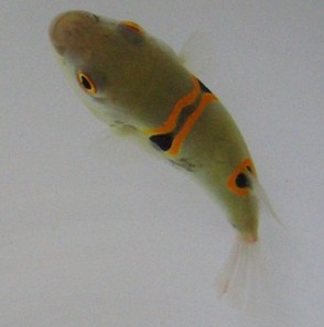 急急急 弓斑东方鲀问题